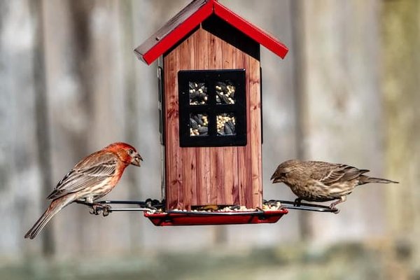 Comment fabriquer une mangeoire à oiseaux en bois ?