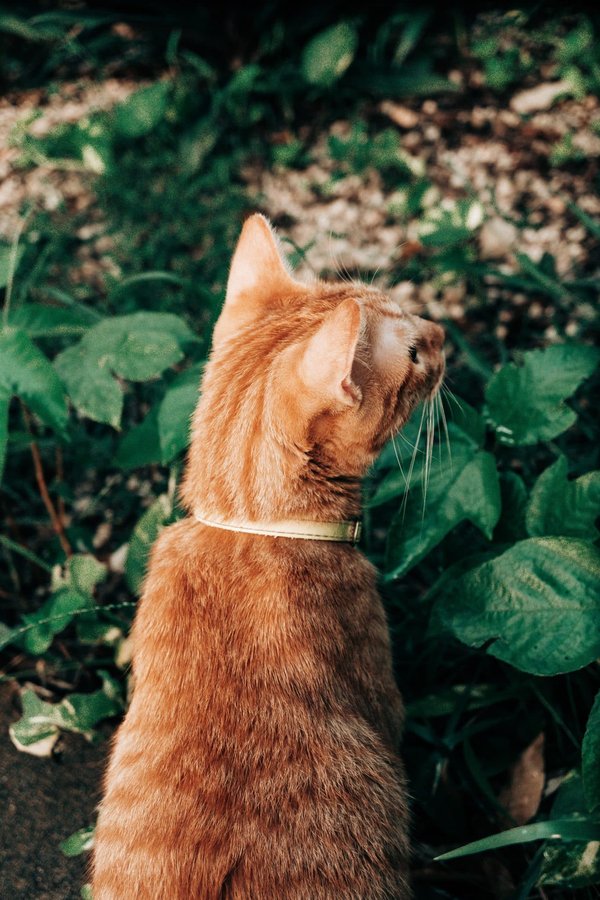 Les astuces pour aménager un coin repas dans votre jardin