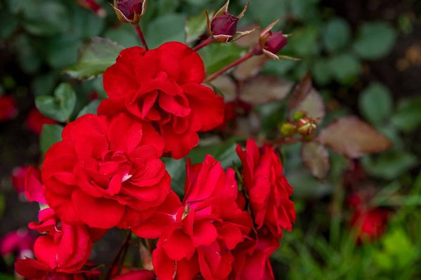 L'éternité dans un bouquet : découvrez les roses éternelles