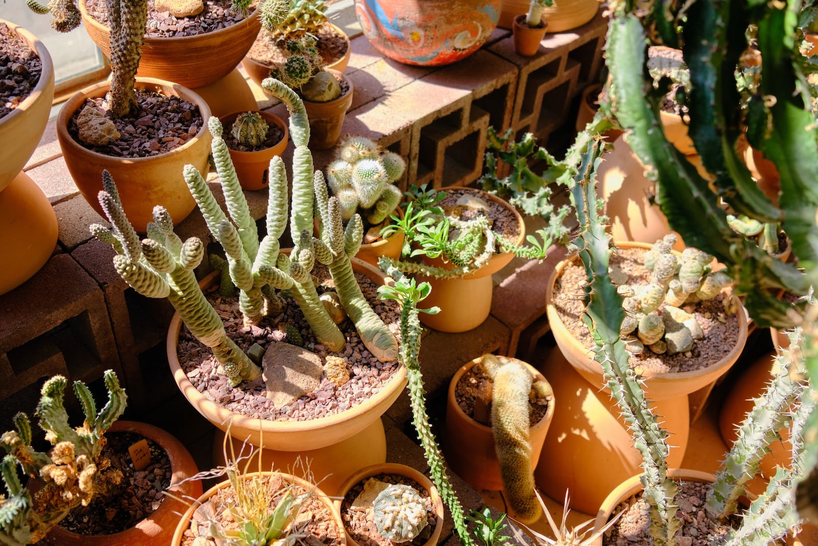 plantes à faible entretien