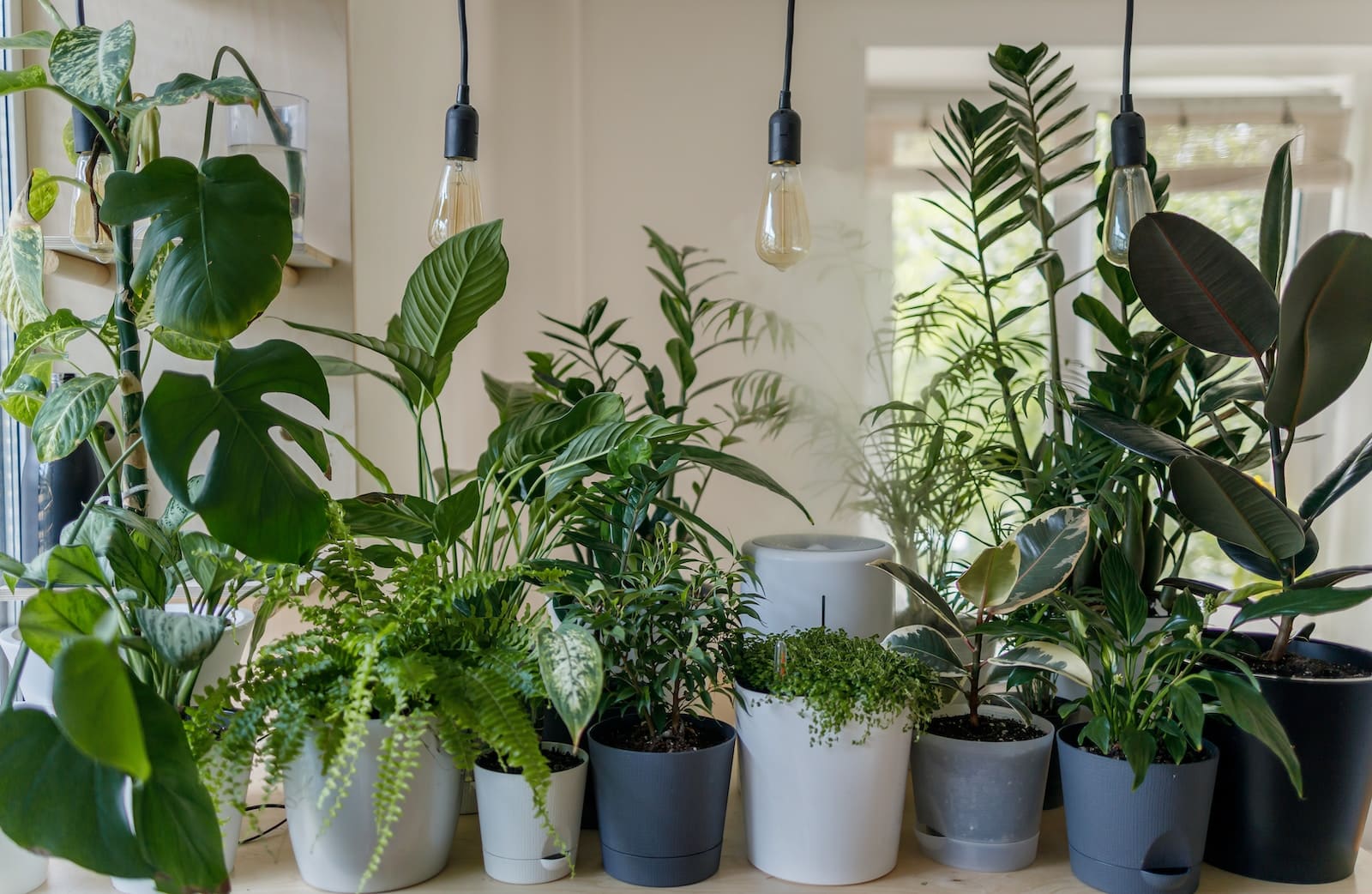 Plante à la maison