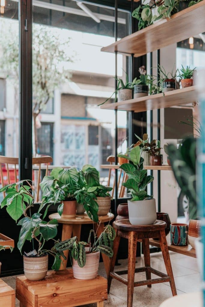 plantes à faible entretien